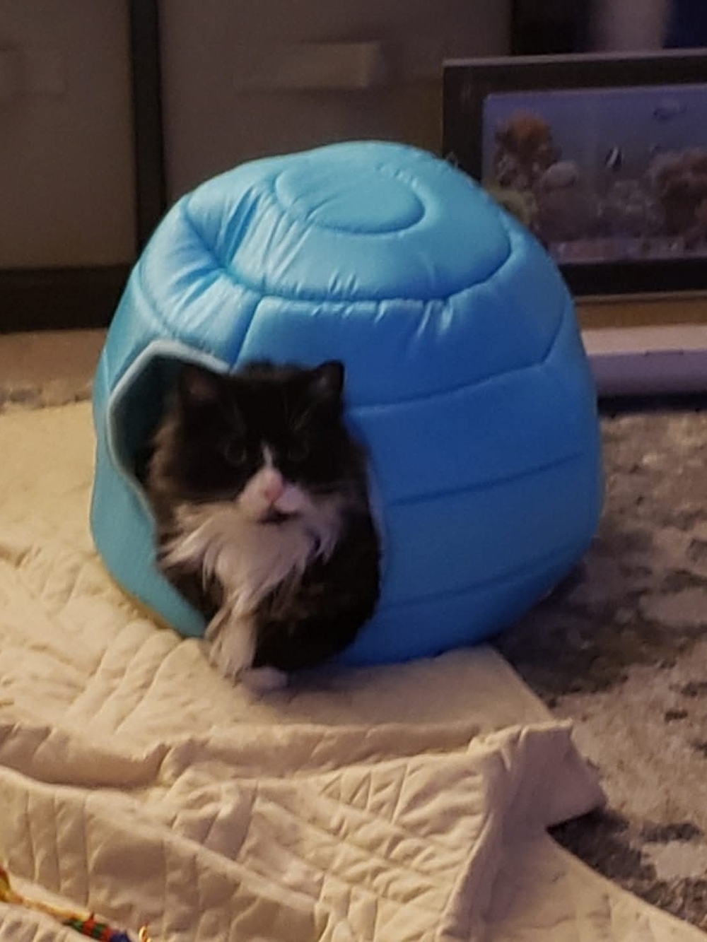 Blue Cat Igloo Bed - Cozy Pet Hideaway